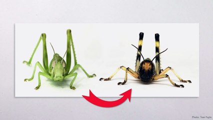 The Great North American Locust Plague