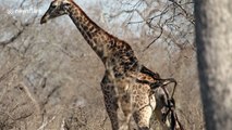 Tourists witness giraffe giving birth in the wild