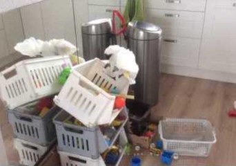 Bird Goes on a Kitchen Rampage