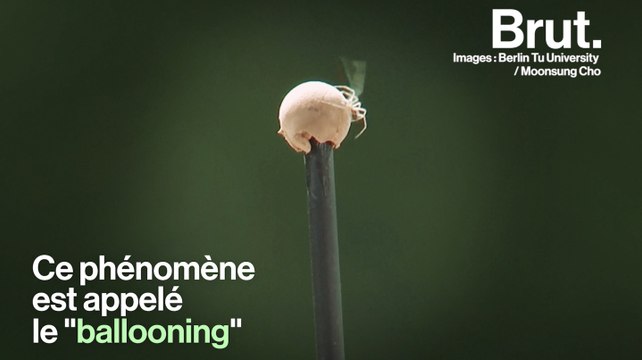 Comment les araignées volent ?