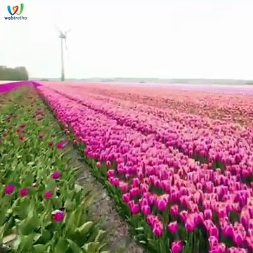 Lạc vào giữa rừng hoa Có mẹ nào ao ước được lạc vào chốn này một lần không nè?Nguồn: Sưu tầm