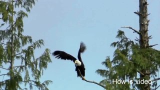 Eagle Attack on Fish..!