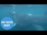 Divers have captured amazing footage of a huge basking shark