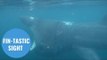 Divers have captured amazing footage of a huge basking shark