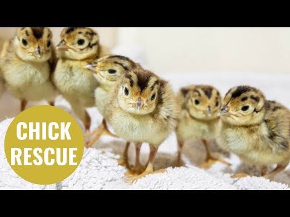 Pheasant chicks whose eggs were rescued from a grass fire