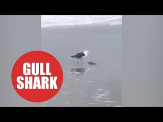 Moment greedy seagull scoffs baby shark in a single bite