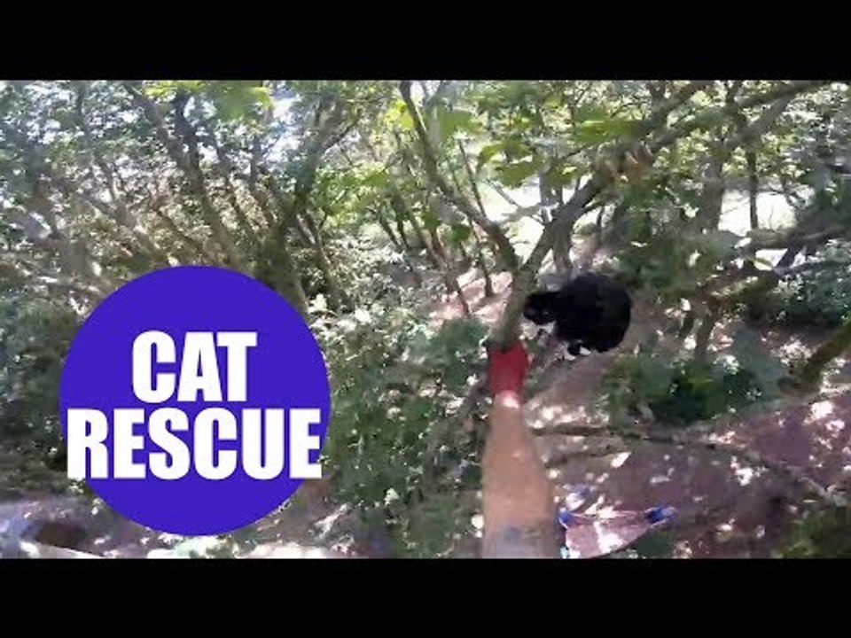 Cat attacked a tree surgeon who climbed a tree to save it