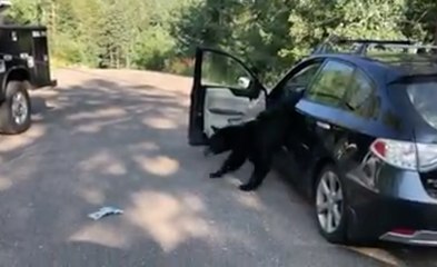 Ce qu'il se passe quand un ours est coincé dans une voiture...