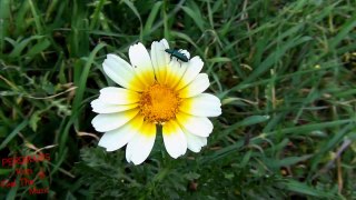 Nature flower with stereo birds sound FULL HD (Φύση λουλούδια)