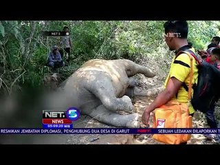 Gajah Tewas Diduga Diracun Warga Setempat-NET 5