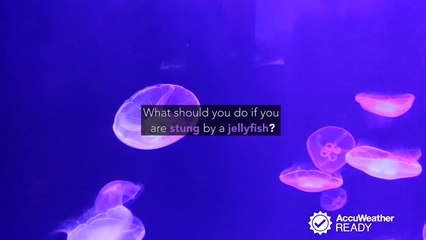 What should you do if you are stung by a jellyfish?