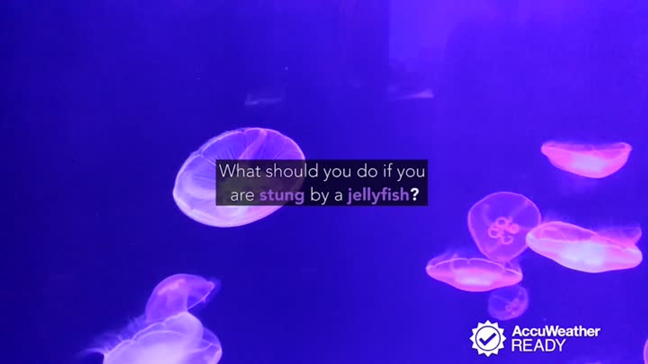 What should you do if you are stung by a jellyfish?