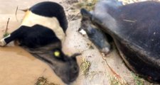 Afyonkarahisar'da Selde Telef Olan Hayvanlar Sular Çekilince Ortaya Çıktı