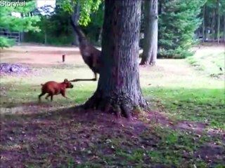 Dog and Emu chase each other in farmyard funny