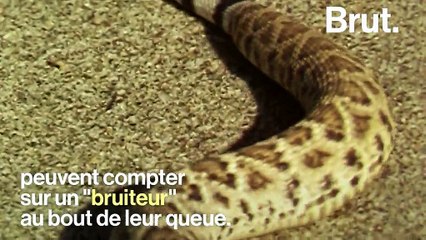 Comment le serpent à sonnette fait-il du bruit ? - Vidéo Dailymotion