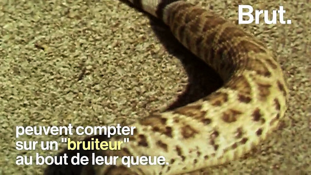 Les dangers du serpent à tête cuivrée - Wild Explained