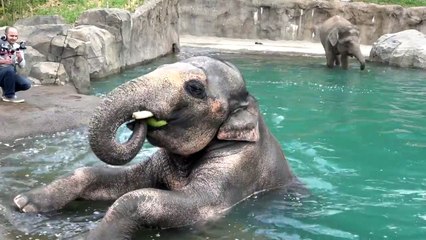 The Pure Joy of Elephants Swimming