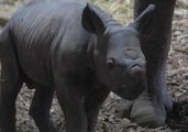 Black Rhino Calf Born in Chester Zoo