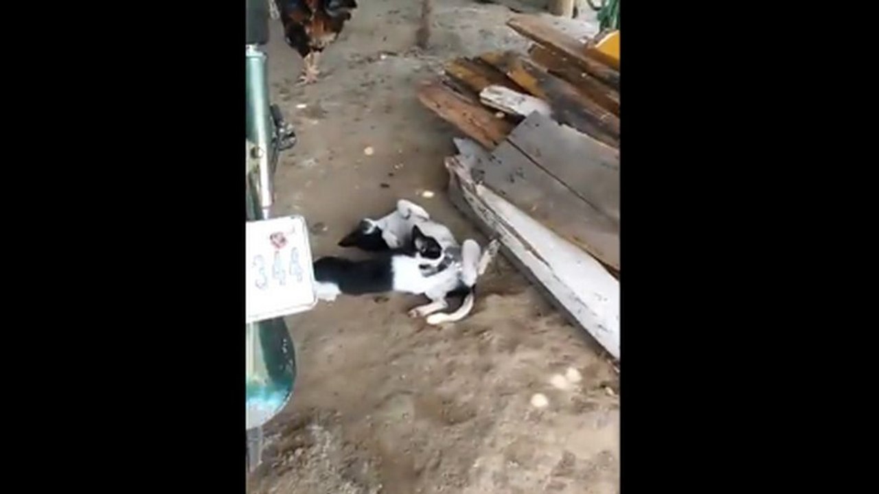 Un chat suce un chien (WTF)