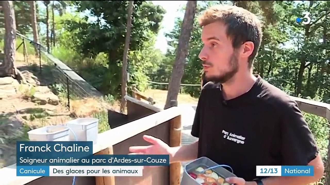 Canicule : des glaces pour les animaux