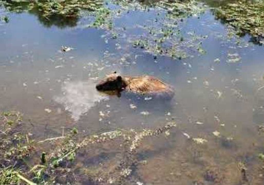 JoeJoe the Capybara Enjoys a Swim