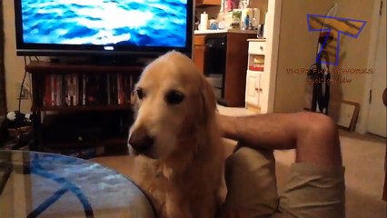 Dogs making funny faces - Funny and cute dog compilation