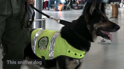優秀な警察犬に、マフィアが懸賞金！