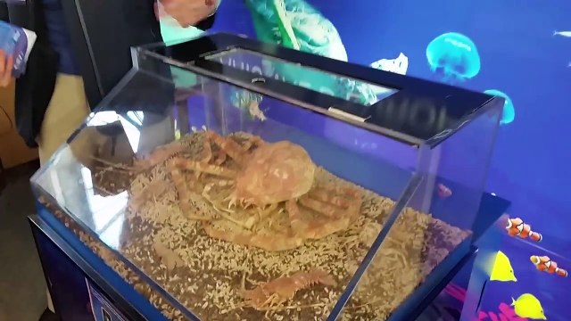 C'est Pâques ! Lévanah découvre poissons, méduses et aquariums géants chez SEA LIFE !