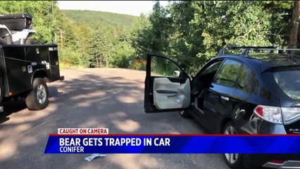 Deputies Free Bear After It Destroys Inside of Vehicle