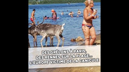 Des rennes sur la plage, une piscine dans une gare... L'Europe victime de la canicule