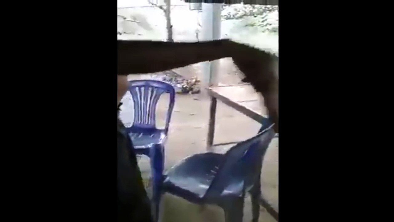 King cobra Vs Humans
