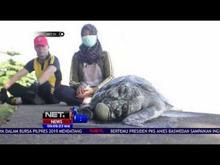 2 Penyu Hijau  Mati Tersedak Plastik-NET24