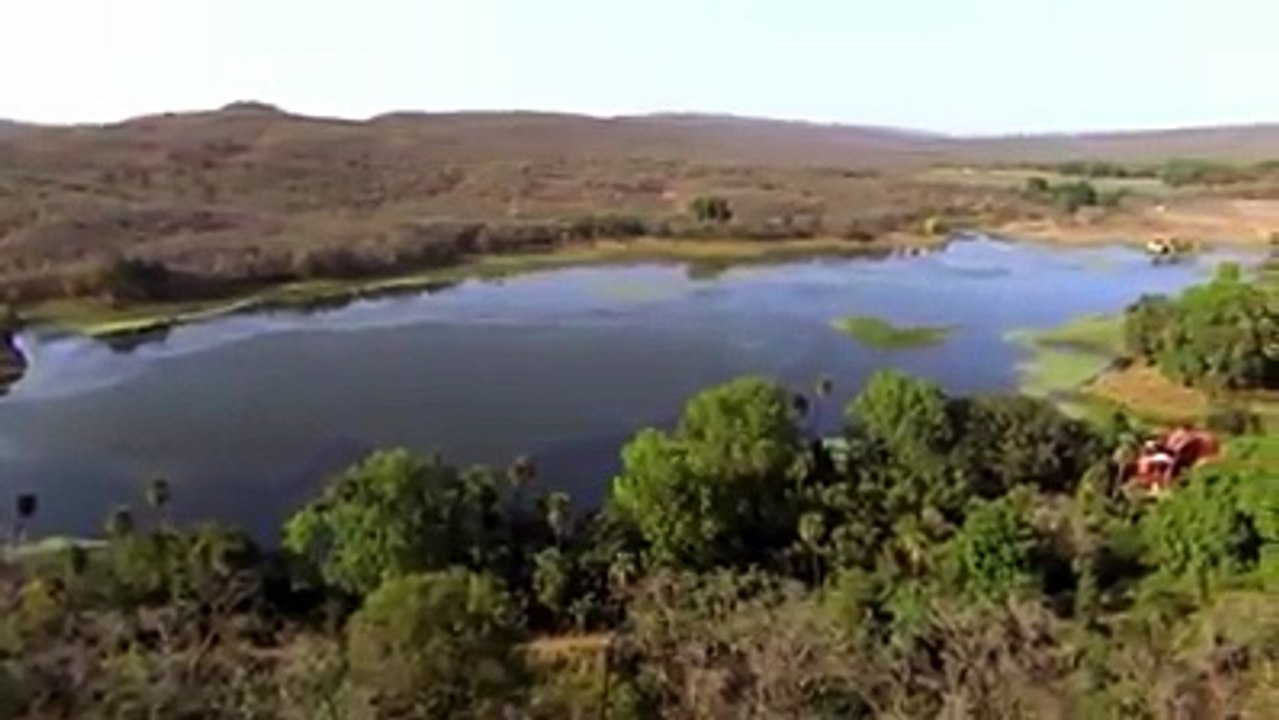 Big Cat Attacks - Buffalo Saves Friend Pride Of Tiger