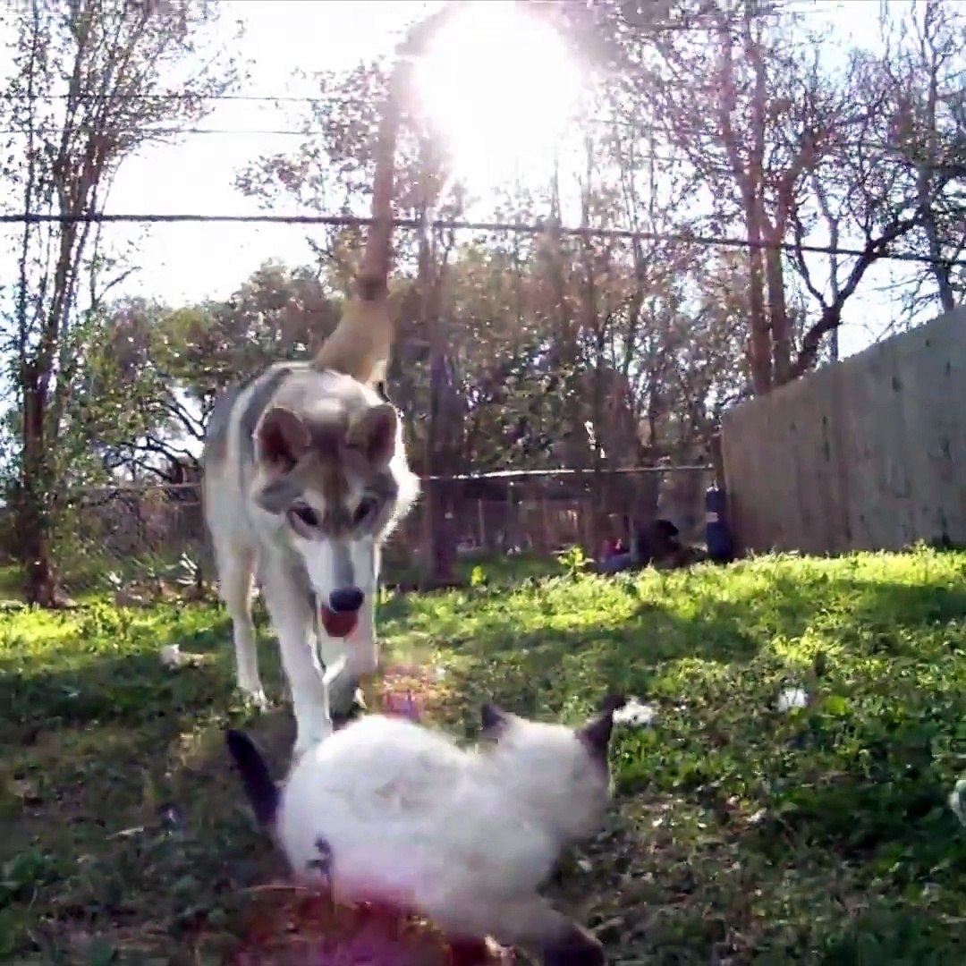 Animals Carrying Other Animals