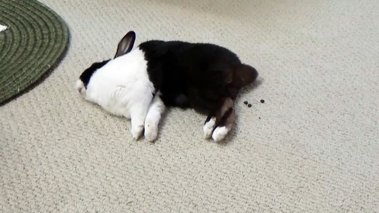 Ce lapin dort... et fait des petites crottes ! Trop marrant !