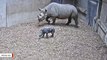 Chester Zoo Celebrates Birth Of Rare Eastern Black Rhino