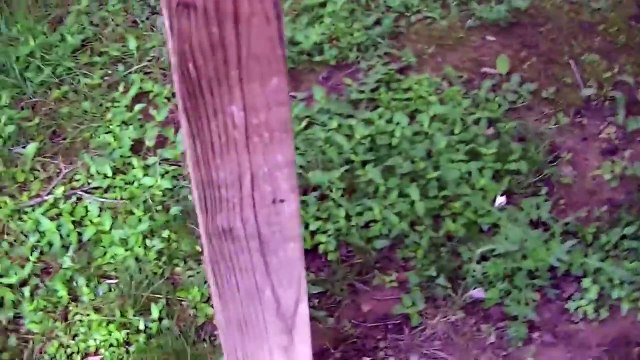 Baby White Tail Deer, Fawn Born