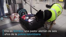 Sombra, la perra amenazada por la mafia colombiana