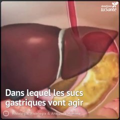 Voici comme la digestion commence.