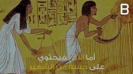 قمحة ولا شعيرة ؟تعرفوا على أصل هذا المثل مع اختبار كشف الحمل للمصريين القدامى !