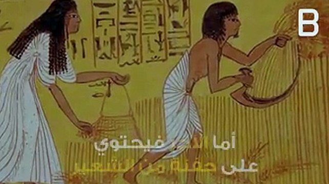 قمحة ولا شعيرة ؟تعرفوا على أصل هذا المثل مع اختبار كشف الحمل للمصريين القدامى !