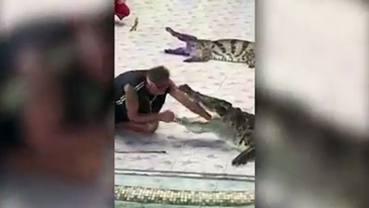 In Thailand gibt es immer noch Tiershows - zum Beispiel mit lebenden Krokodilen. Dabei legt ein Dompteur seinen Arm oder sogar seinen Kopf in den Rachen eines d