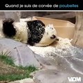 Le bébé panda du zoo de #Beauval va fêter son 1er anniversaire samedi. On en profite donc pour faire un hommage sauce VDM