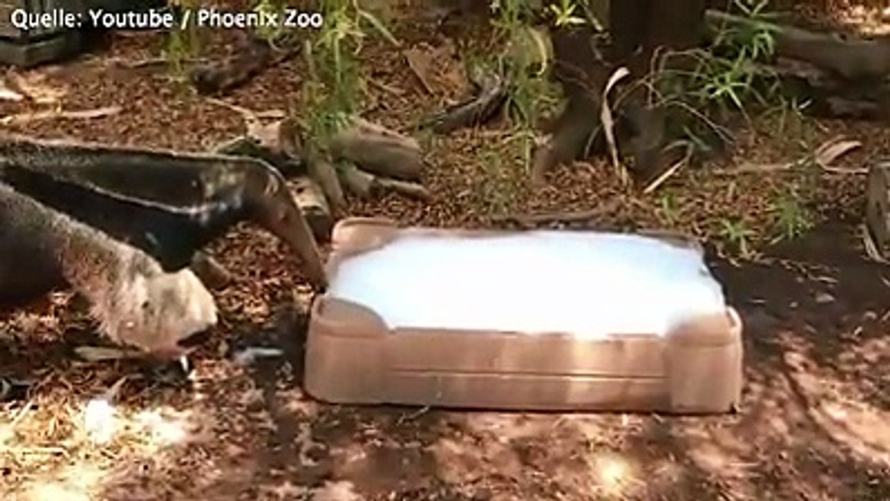 Bei sommerlicher Hitze haben Menschen einen entscheidenden Vorteil: Sie können sich entsprechend anziehen. Ameisenbär Beaker aus dem Phoenix Zoo schwitzt offenb