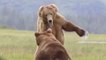 Just Two Grizzly Bears Fighting For Love