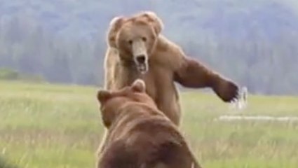 Just Two Grizzly Bears Fighting For Love