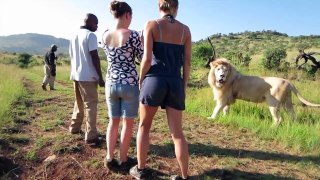 Walking With a FULL GROWN Lion