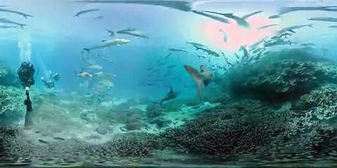 Dolphin encounter on the Great Barrier Reef