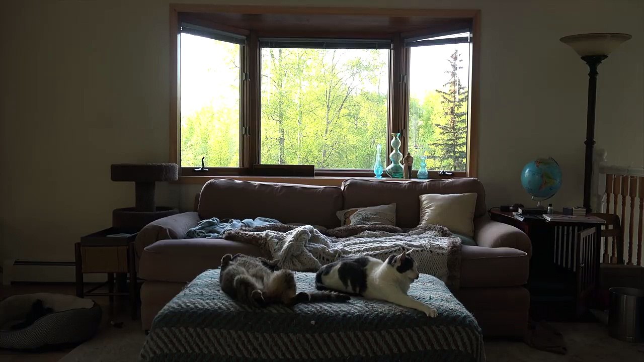 WEIRD CAT MEOW