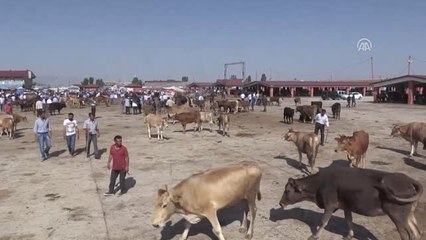 Sağlıksız Kurbanlıklara Geçit Yok